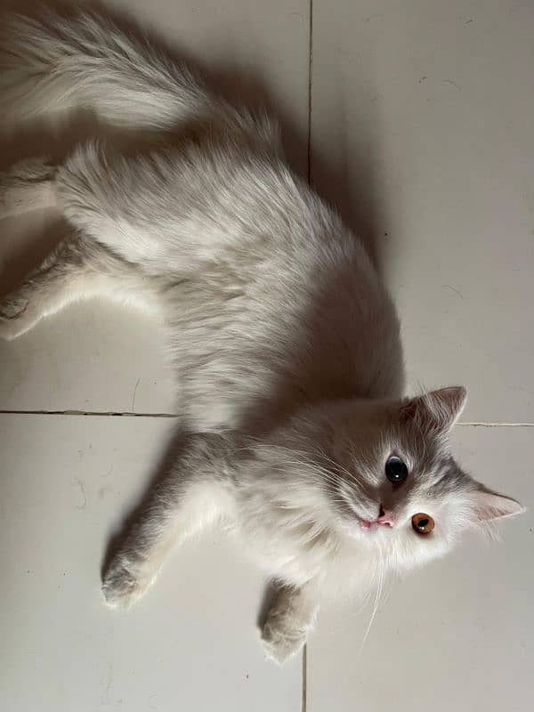 Female Persian Cat 7