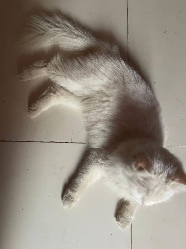 Female Persian Cat 8