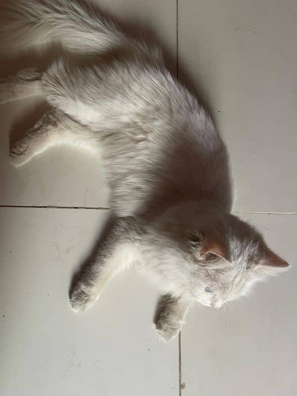 Female Persian Cat 9