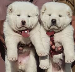 alabai dog pair 2 months for sale security dog