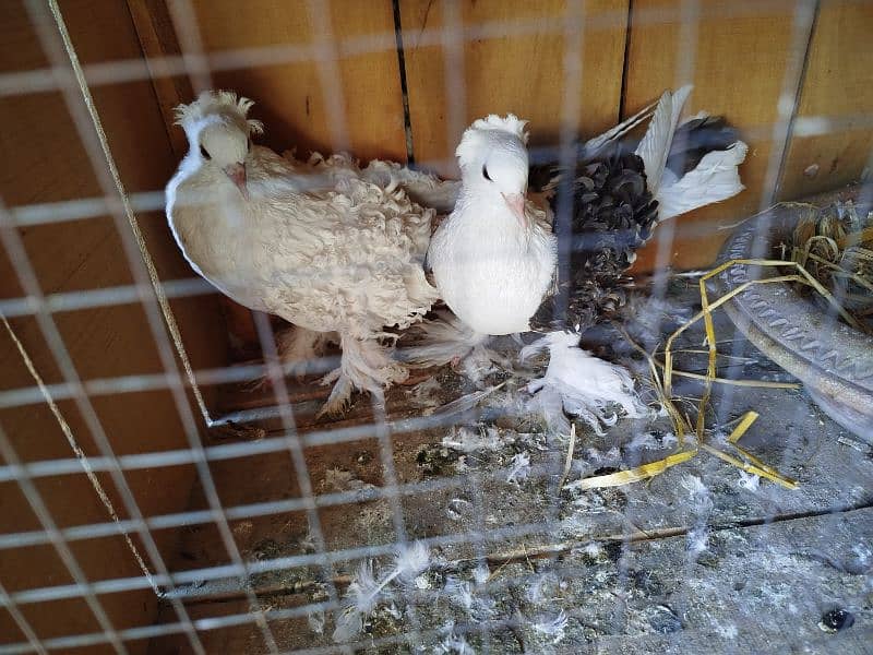 White Frill Back Breeder Pair With one Chick 1