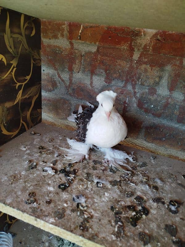 White Frill Back Breeder Pair With one Chick 3