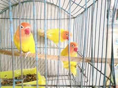 Australian Lovebird Cocktail Green parrot