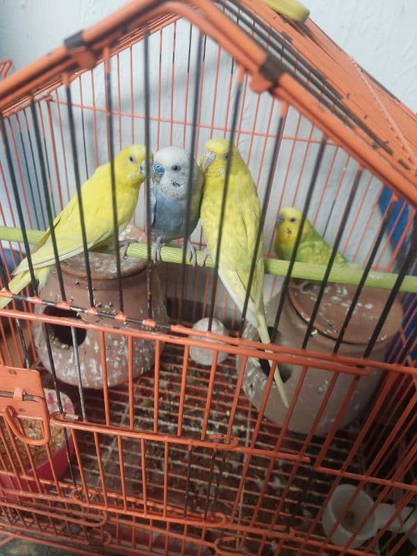 Healthy & Active Home breed parrots 0