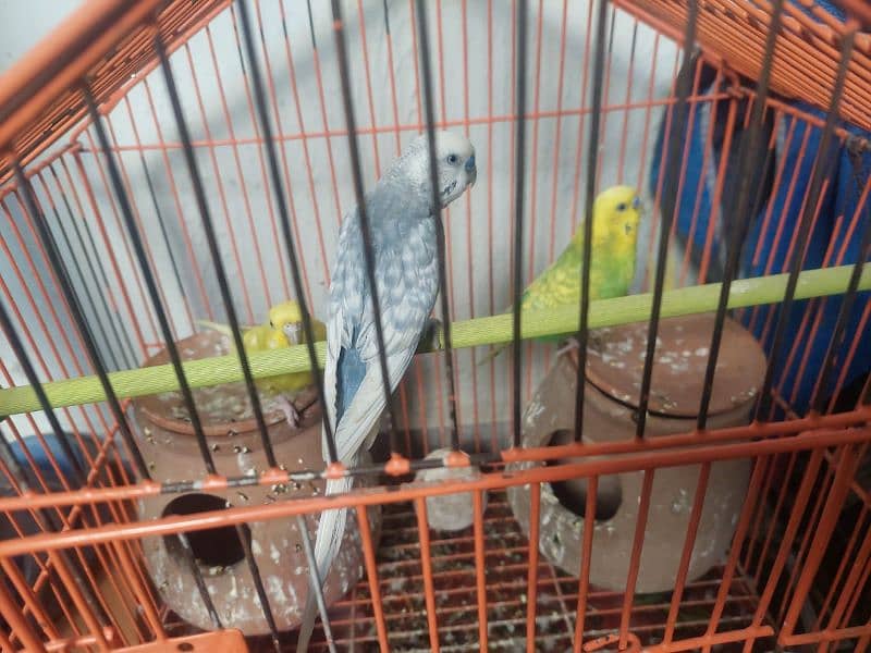 Healthy & Active Home breed parrots 1