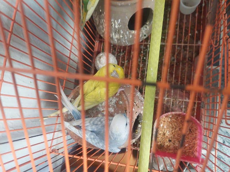 Healthy & Active Home breed parrots 2