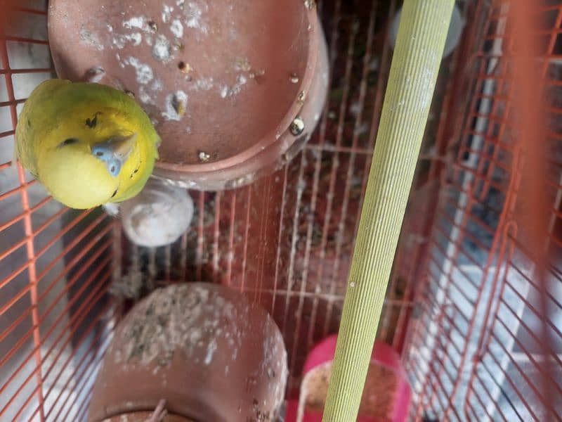 Healthy & Active Home breed parrots 3