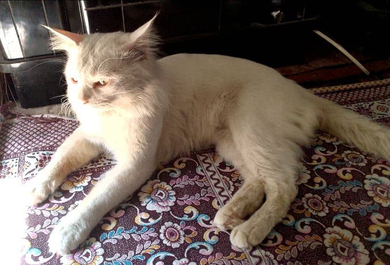 Persian Male cat 1 Year 4