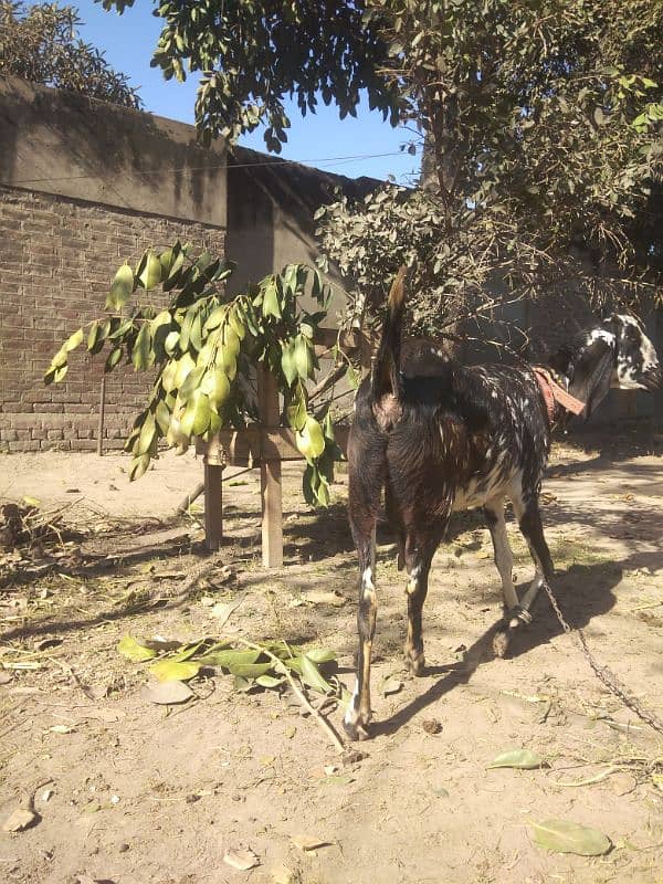 Desi bakri  for sale 0