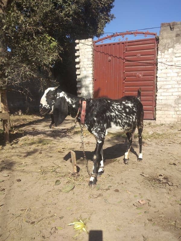 Desi bakri  for sale 1