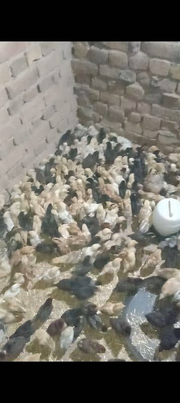 golden misri chick available 0