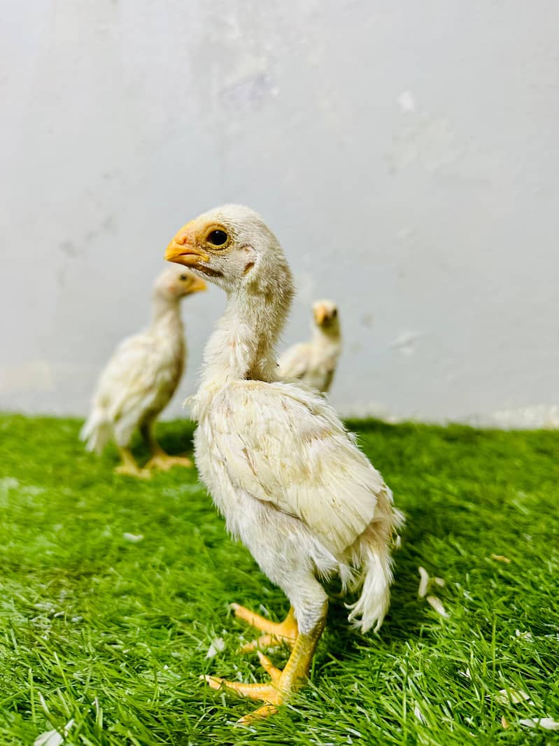 Aseel / Indian Parrot beak / Chicks / Hens / Hopeland Fancy Bids 1