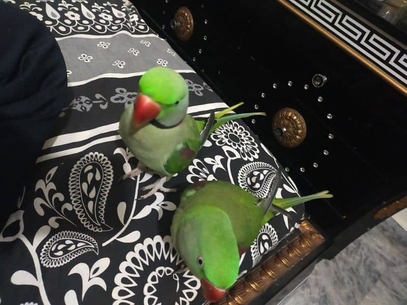 Talking Raw Parrot pair for sale with cage 0