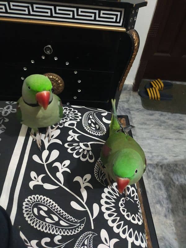 Talking Raw Parrot pair for sale with cage 1