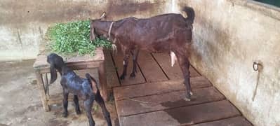 bakri with female kid