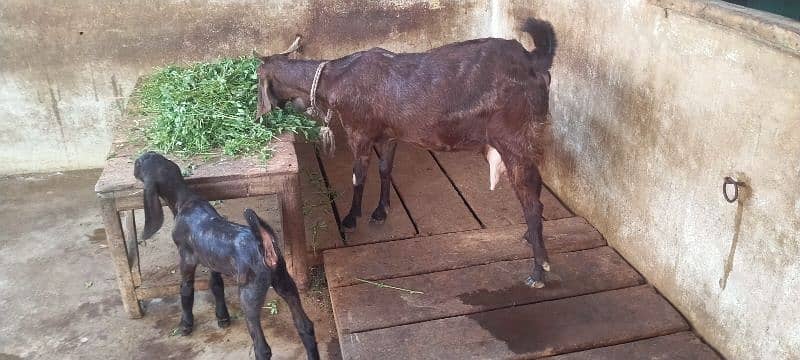 bakri with female kid 0