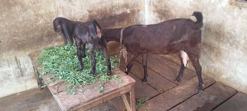 bakri with female kid 1