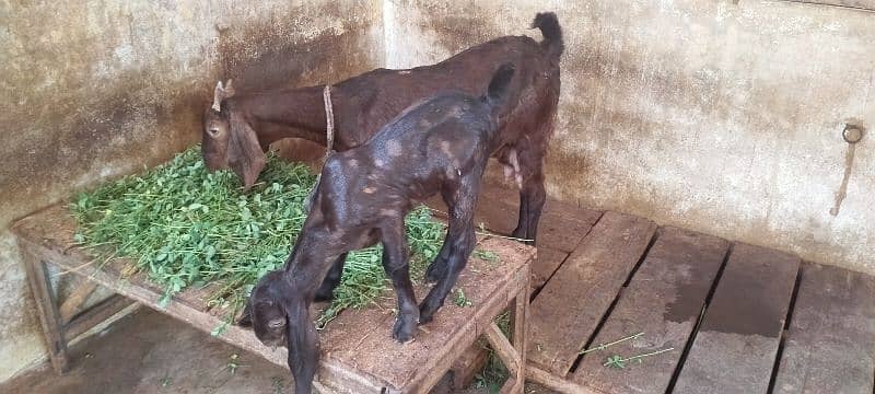 bakri with female kid 2