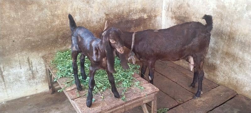 bakri with female kid 3