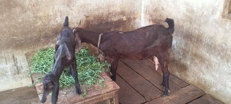 bakri with female kid 4