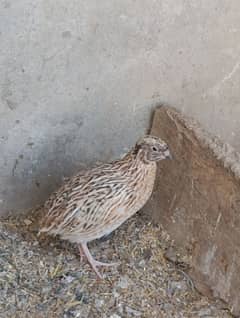 Quail batair available 03234262875