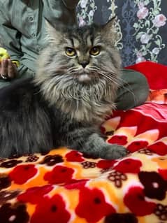 Persian cat triple coated - vaccinated