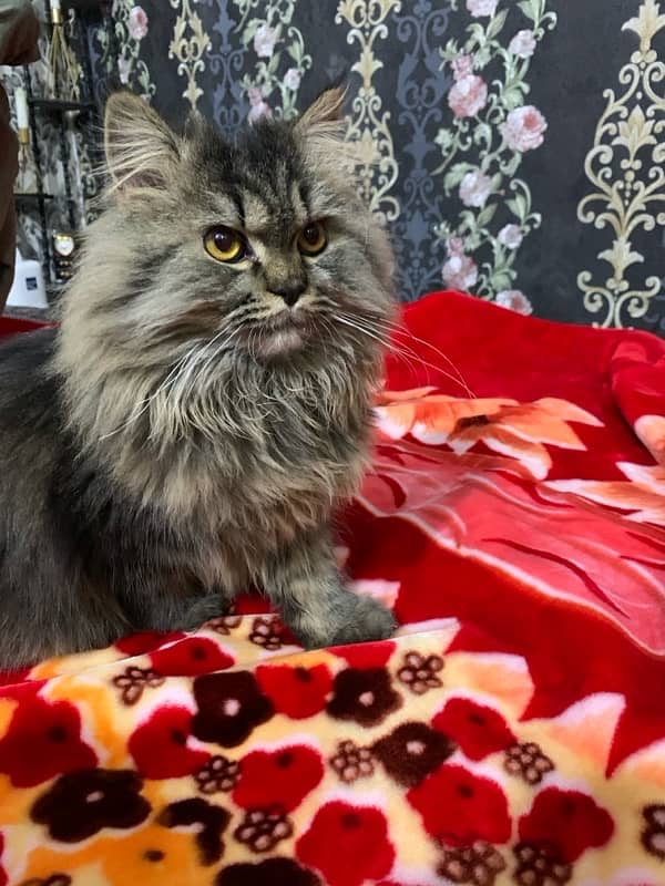 Persian cat triple coated - vaccinated 1