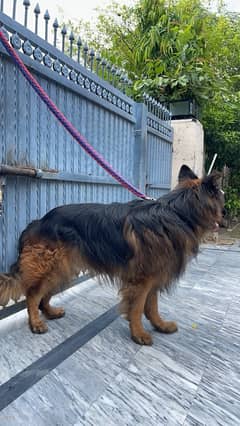 German shepherd pure breed