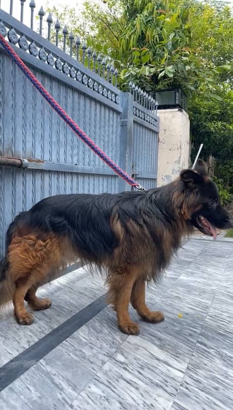 German shepherd pure breed 1