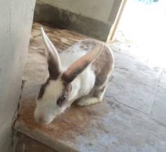 tow female rabbits for sale with one baby and white is pregnant.