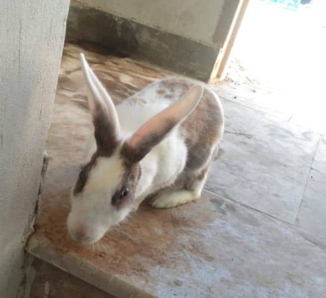 tow female rabbits for sale with one baby and white is pregnant. 0