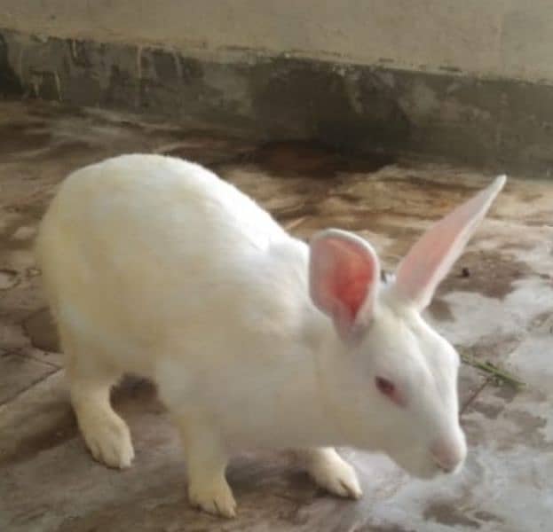 tow female rabbits for sale with one baby and white is pregnant. 1