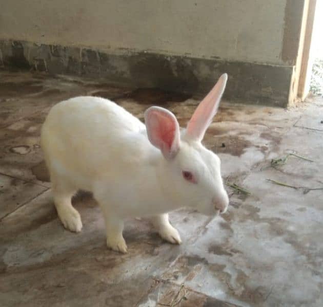 tow female rabbits for sale with one baby and white is pregnant. 2