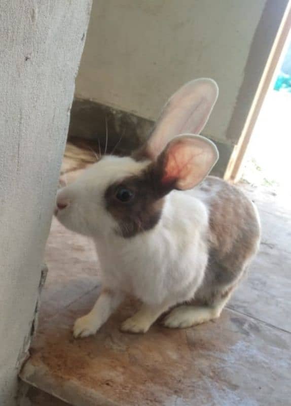 tow female rabbits for sale with one baby and white is pregnant. 3