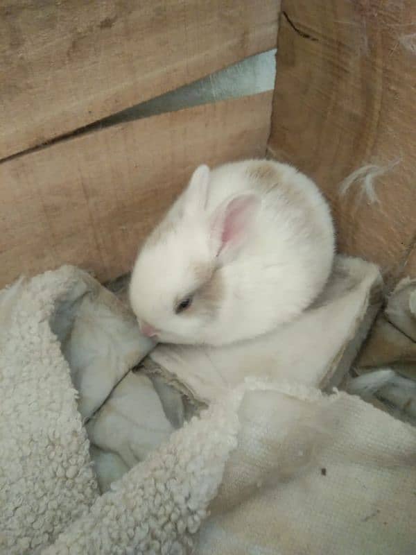 tow female rabbits for sale with one baby and white is pregnant. 4