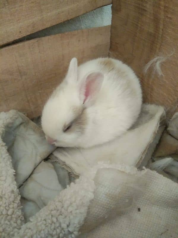 tow female rabbits for sale with one baby and white is pregnant. 5