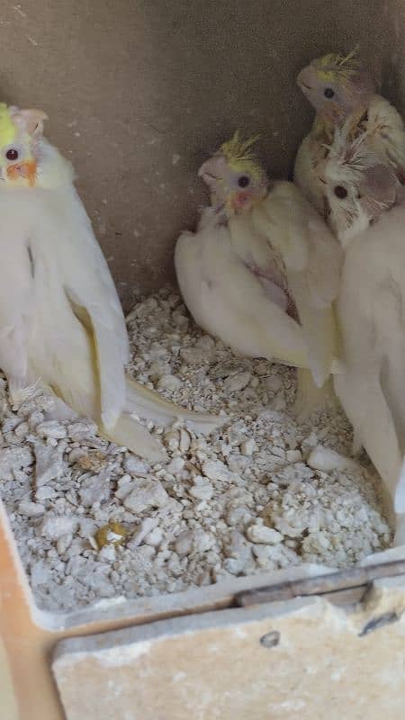 6 Cockatiel parrot baby for hand tame 1