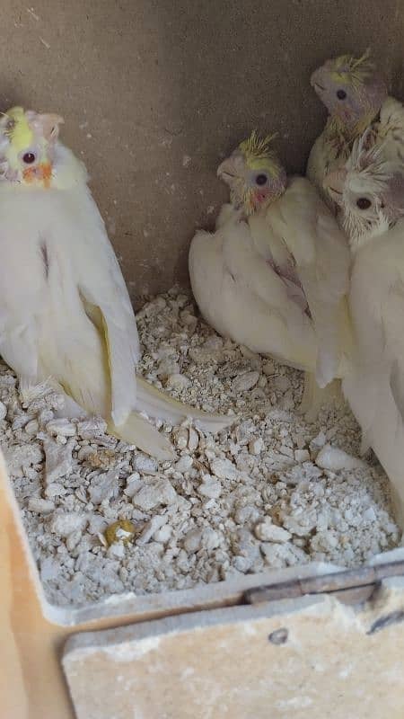 6 Cockatiel parrot baby for hand tame 2