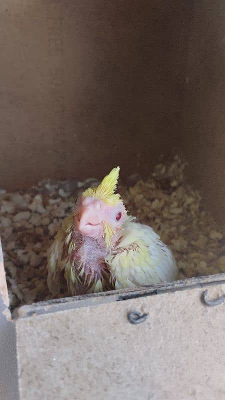 6 Cockatiel parrot baby for hand tame 3