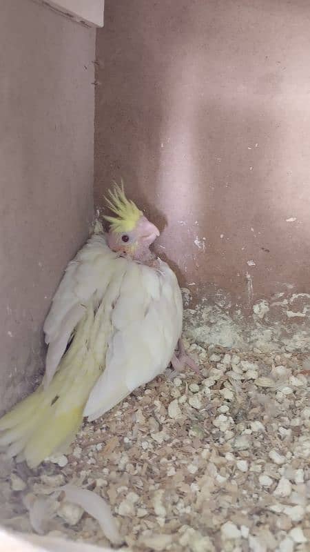 6 Cockatiel parrot baby for hand tame 4