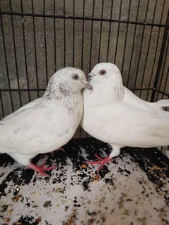 graybaz and kalcera high fly pigeon ready to breed