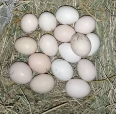 Desi Eggs