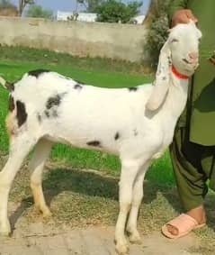 Goat / Bakri / Rajanpuri Bakri / 2 female goat / بکری / Healthy Goats