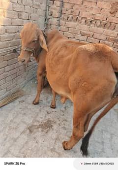 sahiwali Cow / shahiwali wachii / dondi wachi / cow /