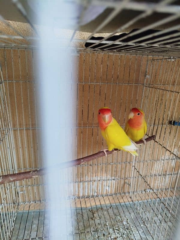 love bird guldian cage 0