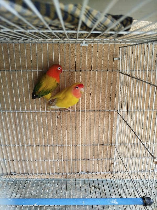 love bird guldian cage 1