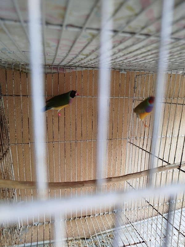 love bird guldian cage 4