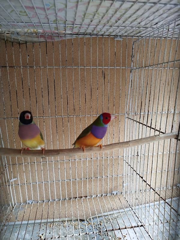 love bird guldian cage 5