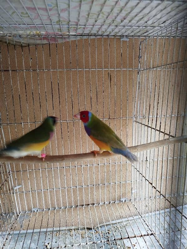 love bird guldian cage 6