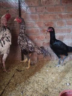 White O Shamo /Aseel pathy /king size/ shamo chicks/high Quality shamo